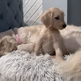 Goldendoodle, Golden Retriever, Poodle, and Shih Tzu Puppies from Platinum Paws Puppies