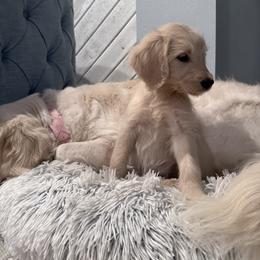 Goldendoodle, Golden Retriever, Poodle, and Shih Tzu Puppies from Platinum Paws Puppies