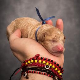 Boy 1 - Blue Collar - Apricot male Goldendoodle puppy in Lancaster, California from Kid's Best Doodle