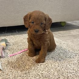 Ollie - Red  male Goldendoodle puppy in Sugarcreek, Ohio from True Hearted Doodles