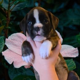 Pink brindle girl  4 - Brindle female Boxer puppy in Red Boiling Springs, Tennessee from Silver Rain
