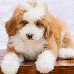 Grimm - Red male Bernedoodle puppy in Glendale, Arizona from Arizona Bernedoodles