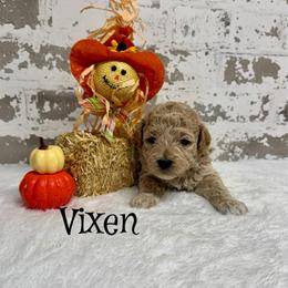 Vixen - Apricot female Goldendoodle puppy in Nortonville, Kentucky from Deb’s KY Doodles