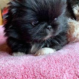 Pekingese Puppies from Dreamers Pekingese