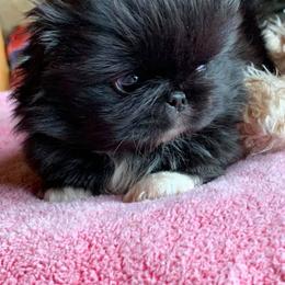 Pekingese Puppies from Dreamers Pekingese