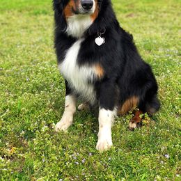 Rambler - Australian Shepherd