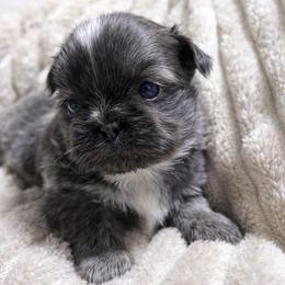 Kashmere bleu Kouture - Blue and white male Shih Tzu puppy in Trinity, North Carolina from Trinity Shih Tzu