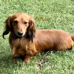 CAYENNE - Dachshund