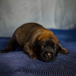 Belgian Malinois Puppies from Fromage Malinois