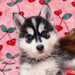 Tyler - Black and white male Pomsky puppy in Bolton, Connecticut from Elle Pomsky