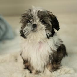 AKC Winnie - Black gold and white female Shih Tzu puppy in Fresno, California from Good Lil Shih Tzu