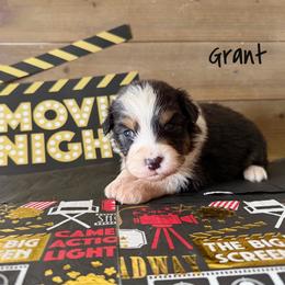 Grant - Black tri-color male Australian Shepherd puppy in Kearney, Nebraska from Helix Aussies