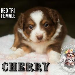 Cherry - Red tri-color female Miniature American Shepherd puppy in Ferndale, California from Lost Coast Aussies