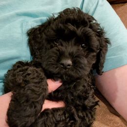 Bear - Black male Cockapoo puppy in Mena, Arkansas from Ouachita River Cockapoos