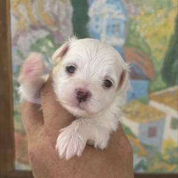 Boy  1 Z - White male Maltipoo puppy in Las Vegas, Nevada from Maltipoo_vegas