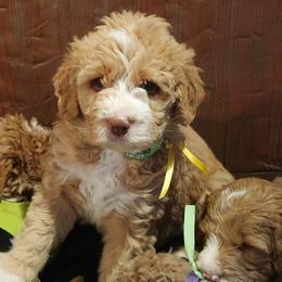 Topaz - Caramel cream female Labradoodle puppy in Fostoria, Michigan from North Country Kennel Club