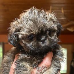 Jelly - Brindle female Shih Tzu puppy in Nekoosa, Wisconsin from Brox Acres House of Fur LLC