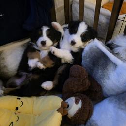Miniature American Shepherd Puppies from All About Me Miniature American Shepherds