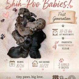 Willie Nelson - Merle male Shihpoo puppy in Delphos, Ohio from Route 66 Puppies
