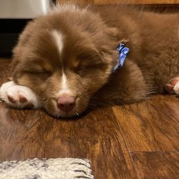 Australian Shepherd Puppies from Covenant View Farm Australian Shepherds