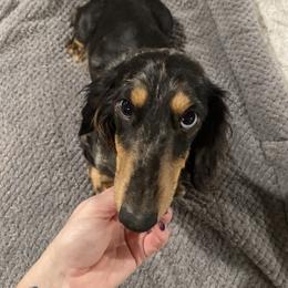 Trouble - Dachshund