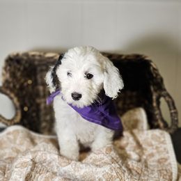 Pips - White female Bernedoodle puppy in Bonham, Texas from Happy Valley Puppies