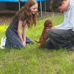 Zeke, now CHIP - Red  male Goldendoodle puppy in Lillington, North Carolina from Peace, Love, and Puppies at the Creek