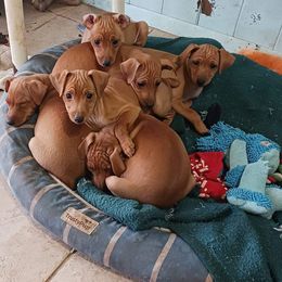Miniature Pinscher puppies from Brackley Miniature Pinschers
