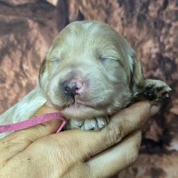 Misty - Apricot female Goldendoodle puppy in Eugene, Oregon from Oregon's Legendary Goldendoodles