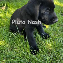 Labrador Retriever Puppies from Whispering Valley Labs