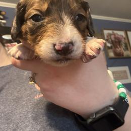 Tony - Piebald male Dachshund puppy in Jacksonville, North Carolina from Lizzie’s Doxies