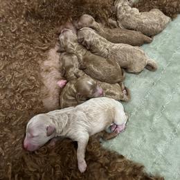 Poodle Puppies from Blessed Acres Miniature Poodles