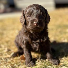 Noel - Brown female Cockapoo puppy in Larimer County, Colorado from Puppy Love Doodles