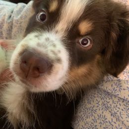 Australian Shepherd, Miniature American Shepherd, and Toy Australian Shepherd Puppies from Blue’s Family Aussies