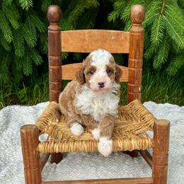 Boy 1 - Red  male Goldendoodle puppy in Bremen, Indiana from Farmland Doodles
