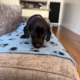 Empress - Black female Dachshund puppy in Los Angeles, California from Dachshunds of the Desert