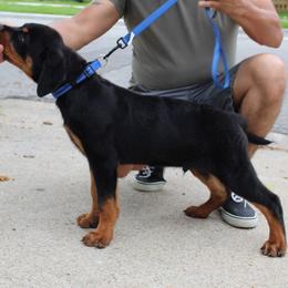 Blue Collar - Black and mahogany male Rottweiler puppy in Quinlan, Texas from Wright Way Retrievers