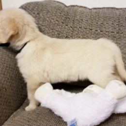 Golden Retriever Puppies from Engler Goldens