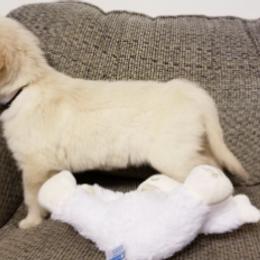 Golden Retriever Puppies from Engler Goldens