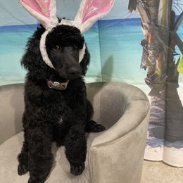 Poodle Puppies from Abbott Standard Poodles