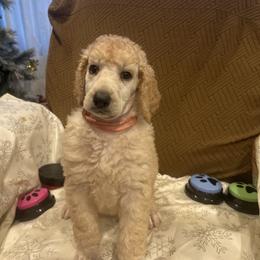 Luna - Apricot female Poodle puppy in Mobile, Alabama from Semmy’s Standard Poodle LLC