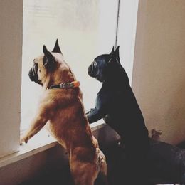 French Bulldogs from Southern Classic French Bulldog of Florida