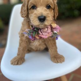 Australian Labradoodle Puppies from Berrybrook Doodles