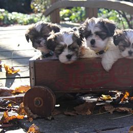 Companion Crosses from Barbara's Mal-Shi Puppies