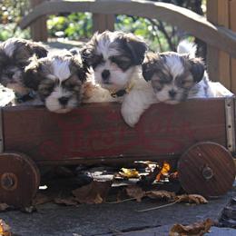 Companion Crosses from Barbara's Mal-Shi Puppies