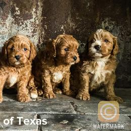 Aussiedoodles, Cavapoos, and Whoodles from Darling Doodles of Texas