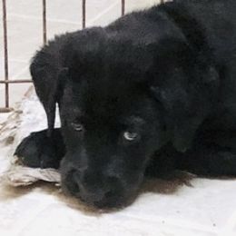 Labrador Retriever Puppies from Hunter’s Moon Labradors