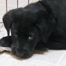 Labrador Retriever Puppies from Hunter’s Moon Labradors