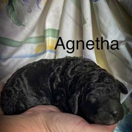 Agnetha - Silver - Silver female Poodle puppy in Greenville, North Carolina from Grace Poodles