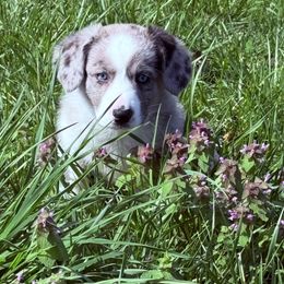 Cardigan Welsh Corgi Puppies from Squires Corgi Cottage